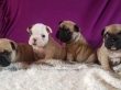 Stunning Litter Kc Show Quality French Bulldogs